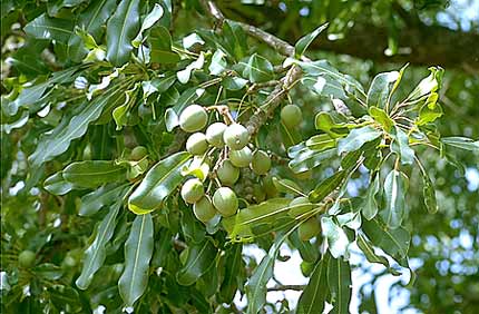 Fruit karité