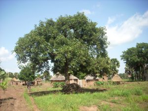 Arbre de karité