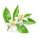 Hydrolat (Eau florale) de Fleur d'Oranger - Saint Hilaire