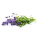Hydrolat (Eau florale) de Lavande bio - Saint Hilaire
