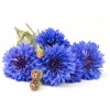 Hydrolat (Eau florale) de Bleuet bio - Saint Hilaire