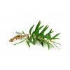 Hydrolat (Eau florale) de Tea Tree bio - Saint Hilaire