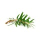 Hydrolat (Eau florale) de Tea Tree bio - Saint Hilaire