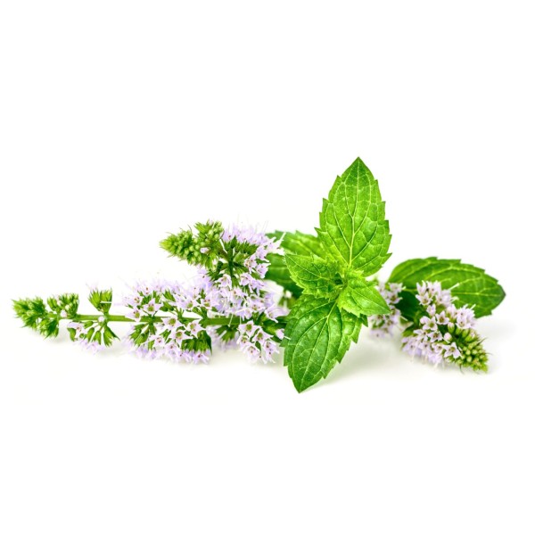 Hydrolat (Eau florale) de Menthe Poivrée bio - Saint Hilaire