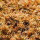 Macérat huileux BIO de Calendula - Saint Hilaire