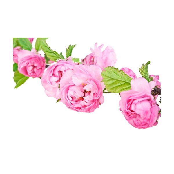 Hydrolat (Eau florale) de Rose bio - Saint Hilaire