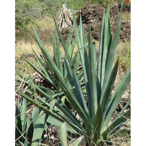 Sisal - plante