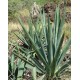 Sisal - plante