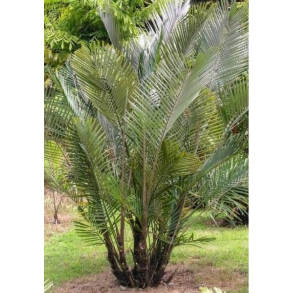 Arenga - plante