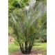 Arenga - plante