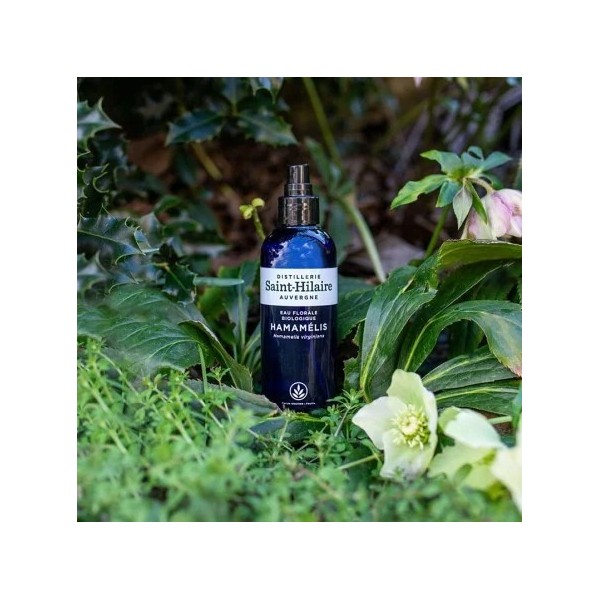 Hydrolat (Eau florale) d'Hamamélis - Saint Hilaire