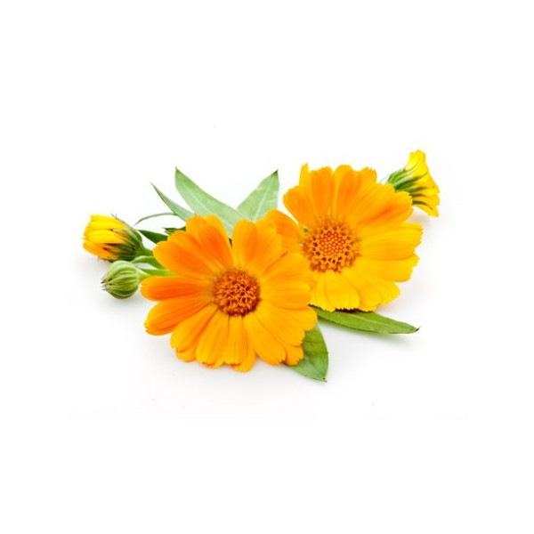Eau florale (hydrolat) de Calendula bio - Saint Hilaire