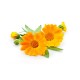 Eau florale (hydrolat) de Calendula bio - Saint Hilaire