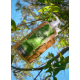 Savon liquide de Marseille - Verveine - Tadé